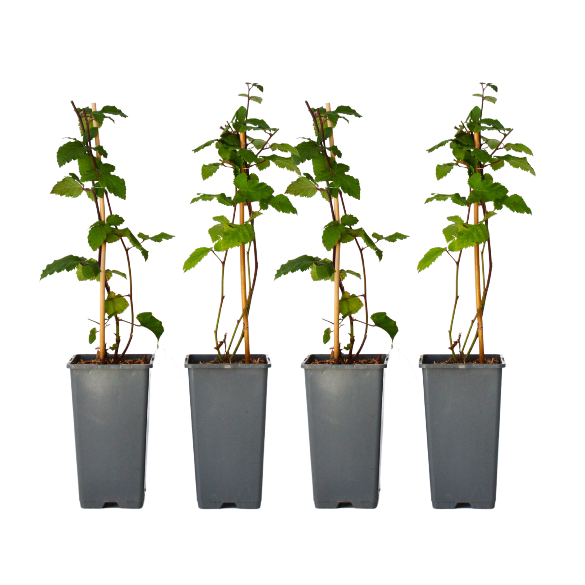 Karhunvatukka - 4 kpl - Rubus fruticosus 'Thornfree' - Korkeus 50-60 cm - ⌀15 cm
