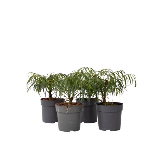 Kiinalainen mahonia - 4 kpl - Mahonia eurybracteata - Korkeus 30-40cm - ⌀13cm