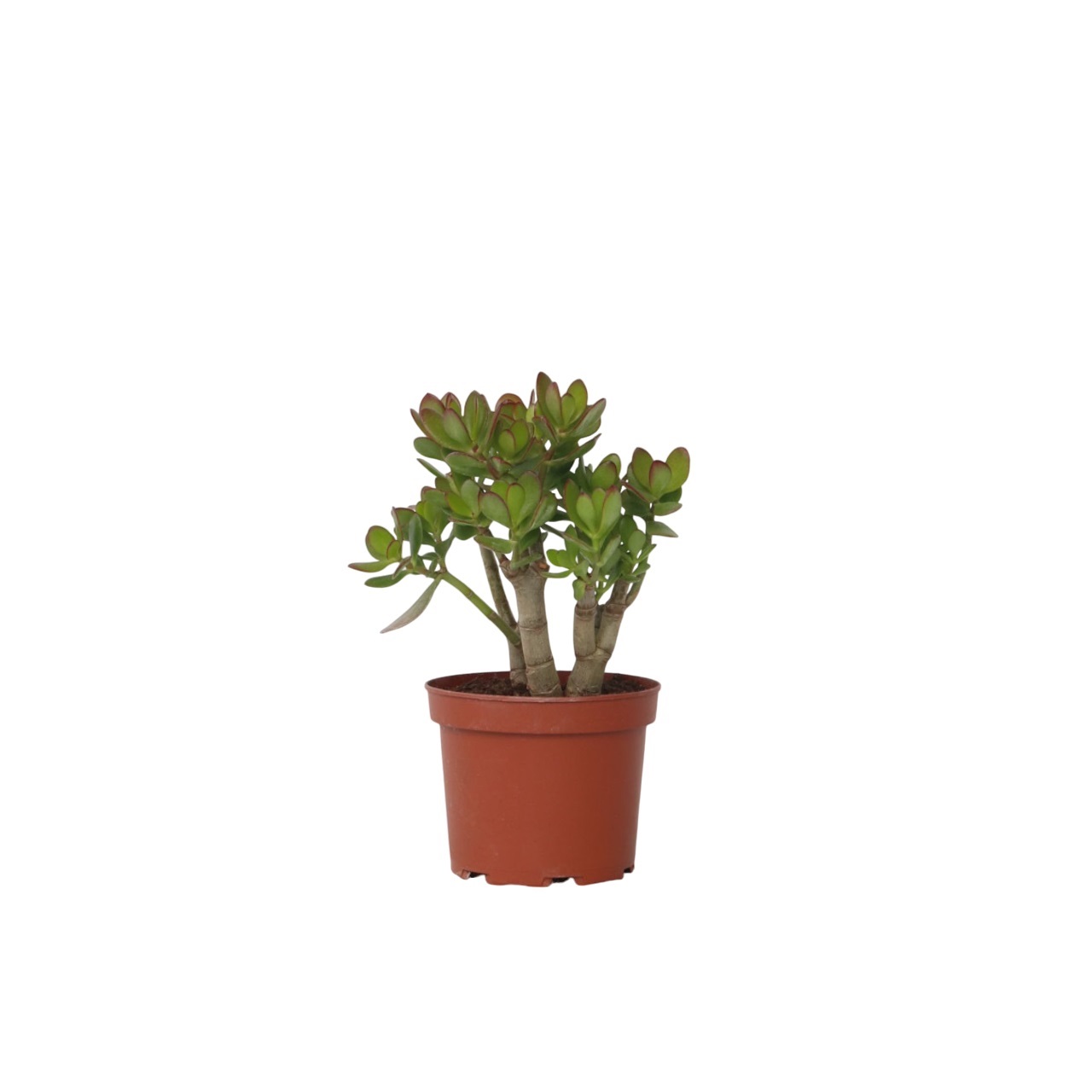 Jadekasvi - Crassula ovata 'Minor' - Korkeus 30-35cm - ⌀17cm