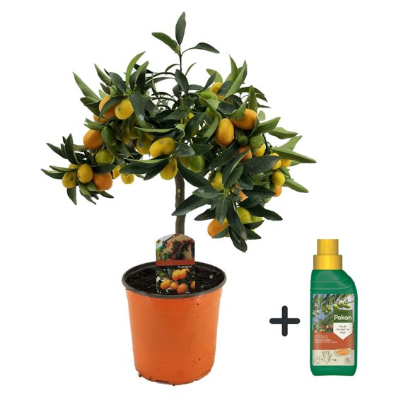 Calamondin Appelsiini - Citrus microcarpa 'Kumquat' - Korkeus 50-60 cm - ⌀19 cm