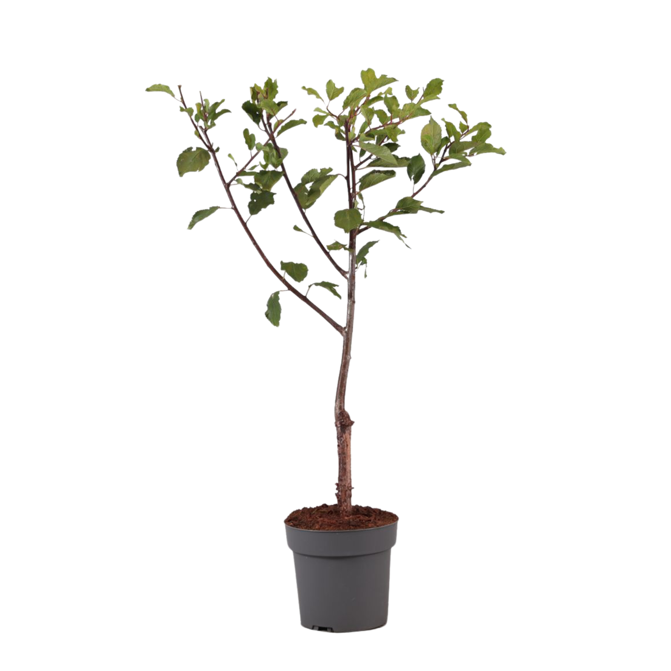 Luumu - Prunus domestica 'Opal' - Korkeus 90–100cm - ⌀21cm