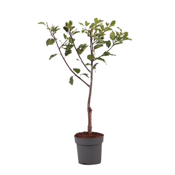 Luumu - Prunus domestica 'Opal' - Korkeus 90–100cm - ⌀21cm