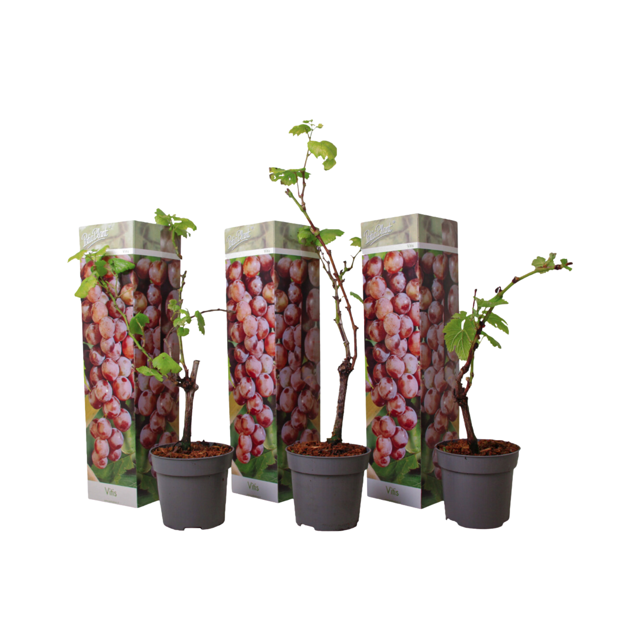 Viiniköynnös - 3 kpl - Vitis vinifera 'Pinot gris' - Korkeus 25-40cm - ⌀9cm