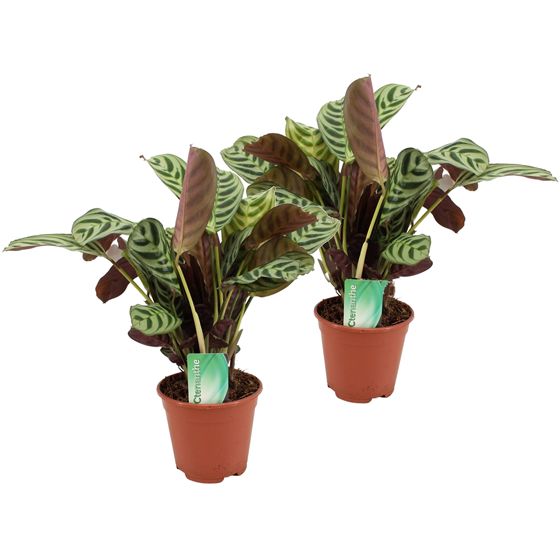 Ctenanthe-kasvi - 2 kpl - Ctenanthe 'burle-marxii' - Korkeus 30-40 cm - ⌀14 cm