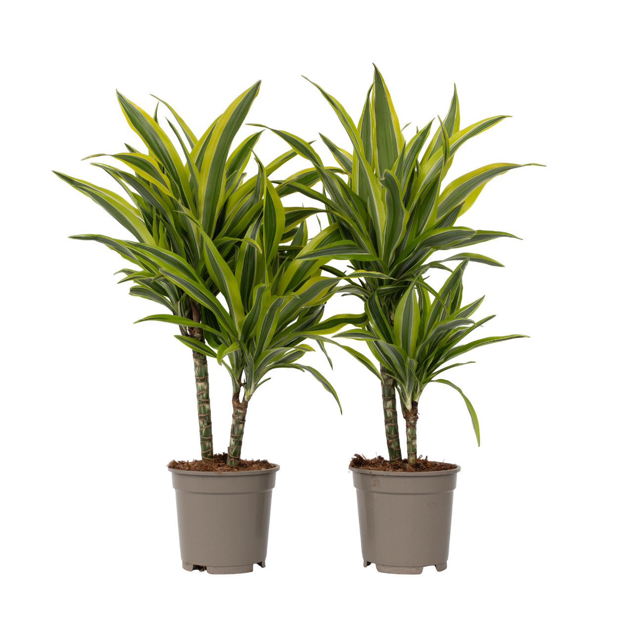 Lohikäärmipuu - 2 kpl - Dracaena deremensis 'Lemon Lime' - K60-70cm - ⌀17cm