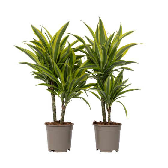 Lohikäärmipuu - 2 kpl - Dracaena deremensis 'Lemon Lime' - K60-70cm - ⌀17cm