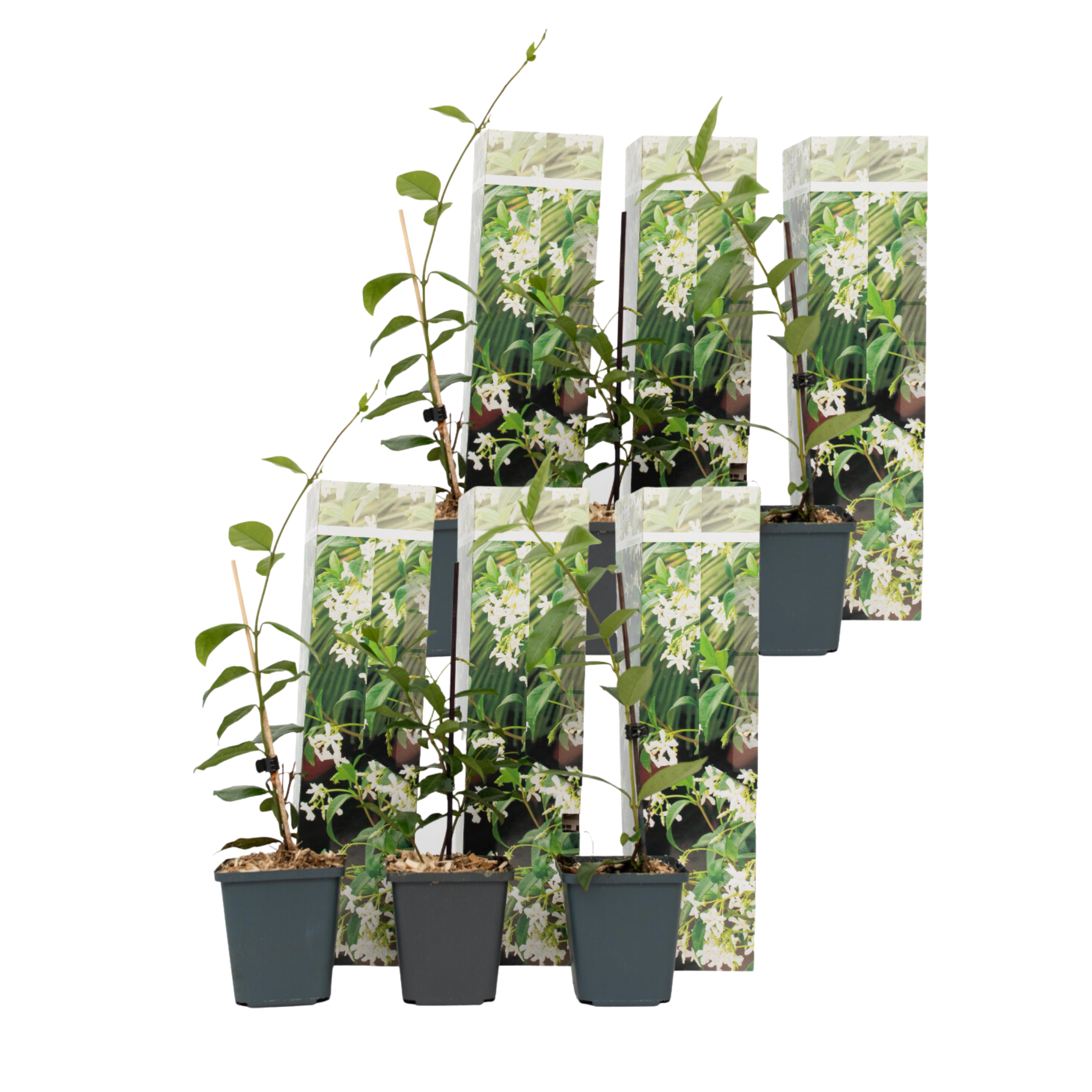 Jasmiinitähti - 6 kpl - Trachelospermum jasminoides - Korkeus 25-40cm - ⌀9cm