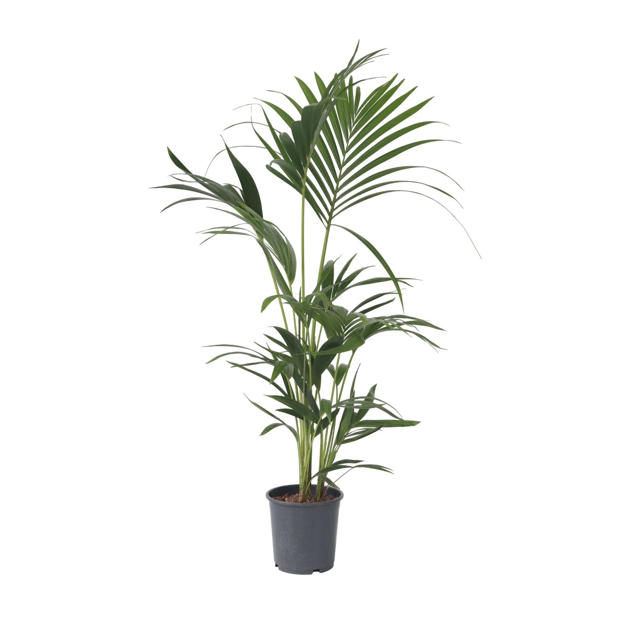 Kentia-palmu - Howea forsteriana - Korkeus 90-100cm - ⌀18cm