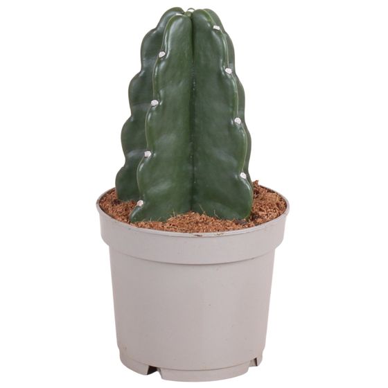Piikkikruunu-kaktus - Cereus jamacaru - Korkeus 25-30 cm - ⌀12 cm