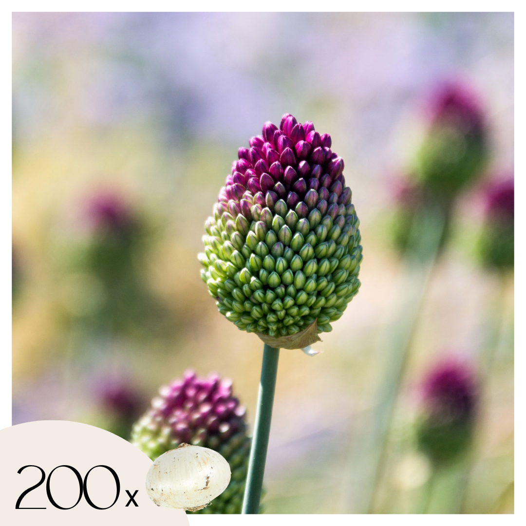 Koristeellinen sipuli - 200 kpl - Allium 'Sphaerocephalon' - Purppura
