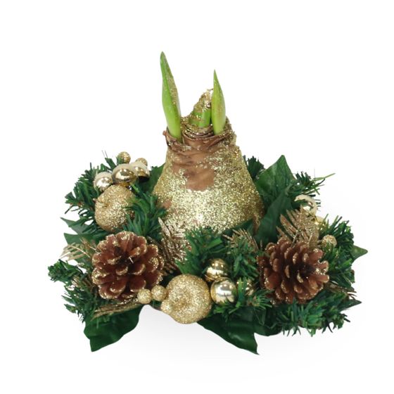 Amaryllis - Hippeastrum 'Joulukranssi' - Kulta