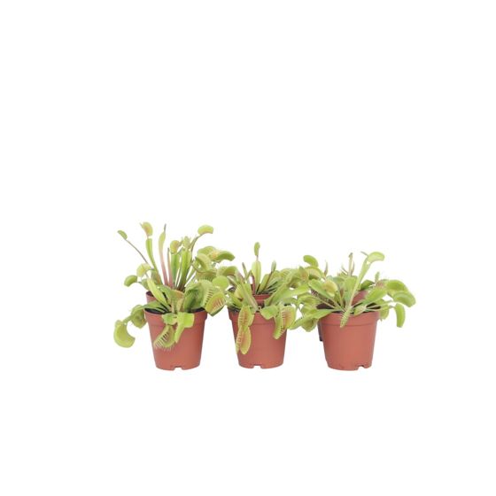 Kärpäsloukku - 6 kpl - Dionaea muscipula - Korkeus 5-15cm - ⌀5,5cm