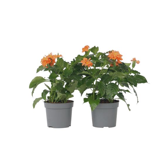 Rakettikukka - 4 kpl - Crossandra 'Fortuna' - Korkeus 20-30cm - ⌀13cm