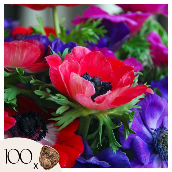 Anemone - 100 kpl - Anemone de Caen - Kukkasipulit