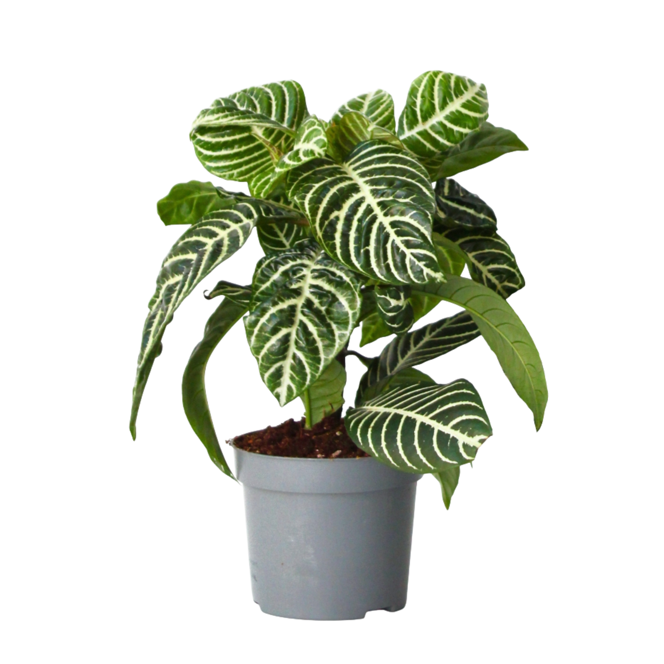 Seeprakasvi - Aphelandra squarrosa 'Botanica' - Korkeus 25-45cm - ⌀13cm