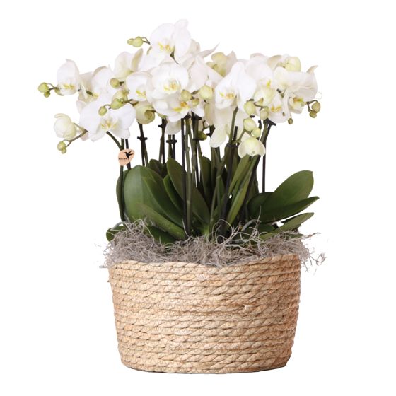 Orkidea valkoisessa korissa - Phalaenopsis - Korkeus 40–50cm - ⌀28cm