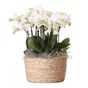 Orkidea valkoisessa korissa - Phalaenopsis - Korkeus 40–50cm - ⌀28cm