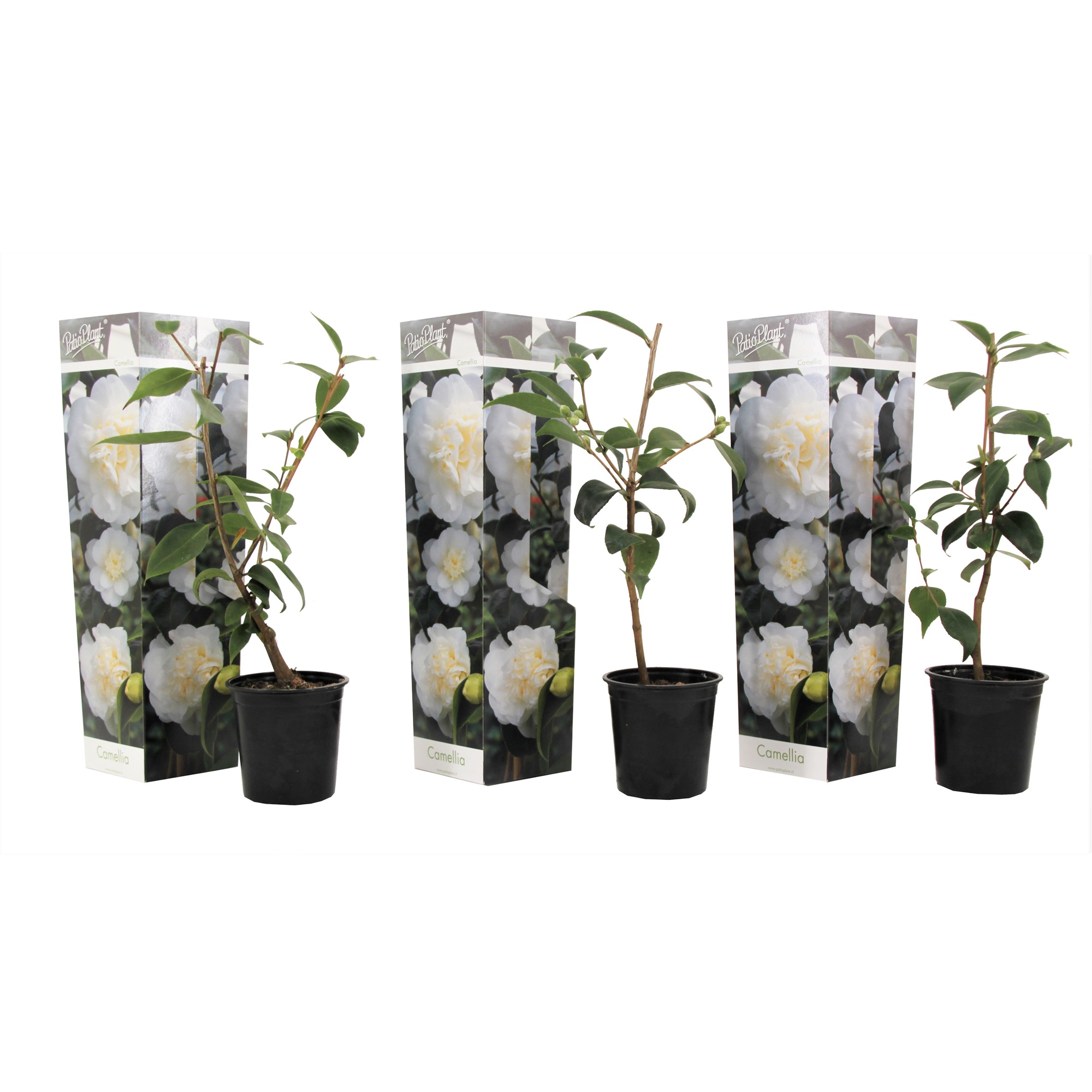 Japanin kamelia - 3 kpl. - Camellia japonica 'Brush Field' - K25-40cm - ⌀9cm