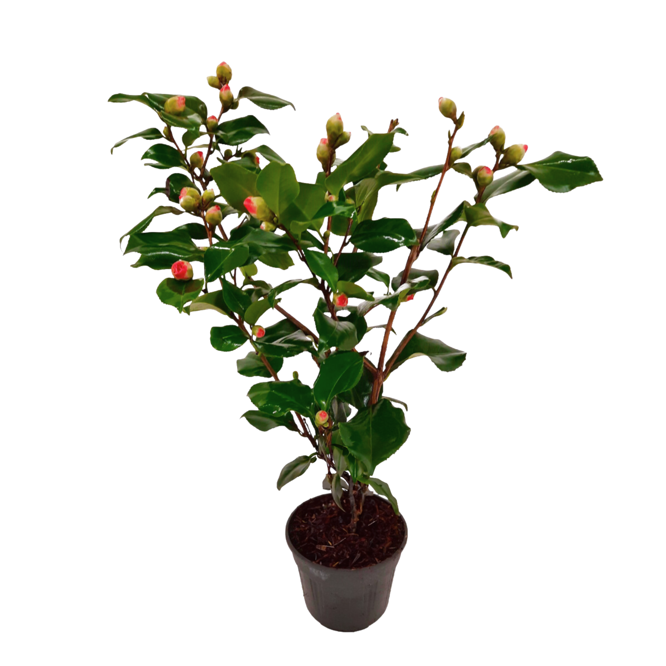 Japanin kamelia - Camellia japonica 'Dr. King' - Korkeus 50-60cm - ⌀15cm