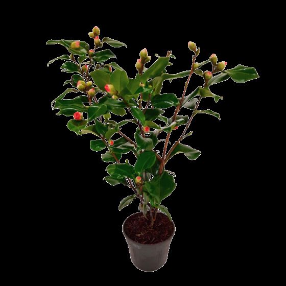 Japanin kamelia - Camellia japonica 'Dr. King' - Korkeus 50-60cm - ⌀15cm