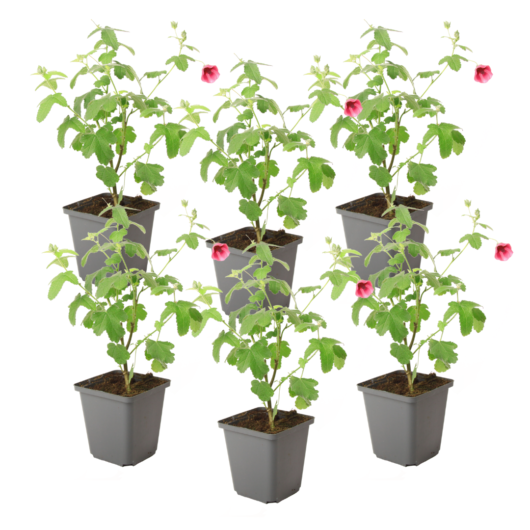 Kapinmalva - 6 kpl - Anisodontea capensis 'El Rayo' - Korkeus 25-40cm - ⌀9cm