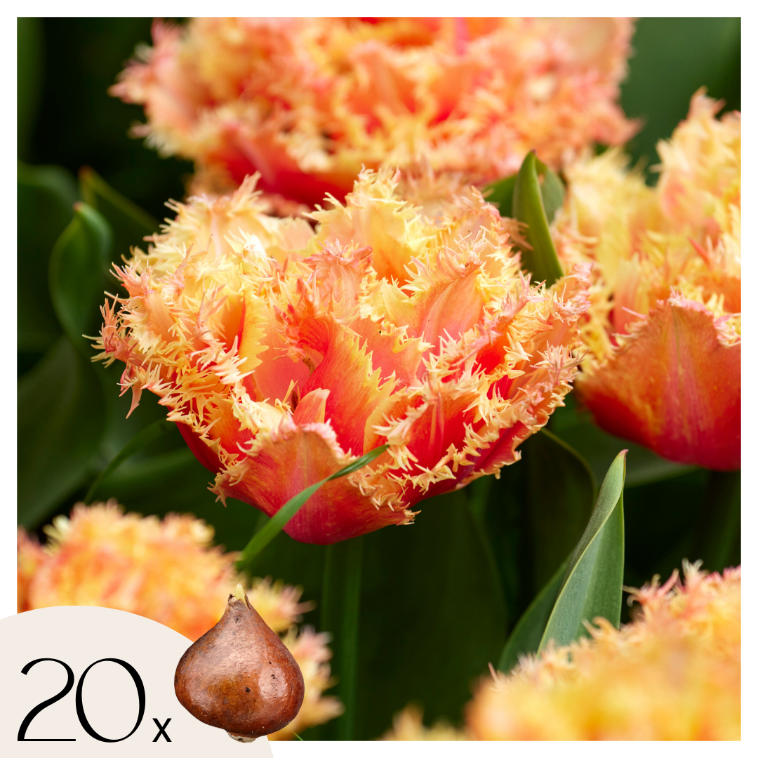 Tulppaaninsipulit - 20 kpl - Tulipa 'Brisbane' - Kukkasipulit - Vaaleanpunainen
