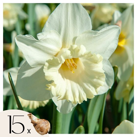 Narsissisipulit - 15 kpl - Narcissus 'Mount Hood' - Kukkasipulit - Keltainen