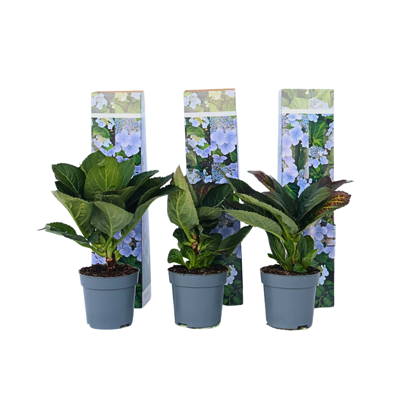 Hortensia - 3 kpl - Hydrangea macrophylla teller 'Nizza' - K25-40cm - ⌀9cm