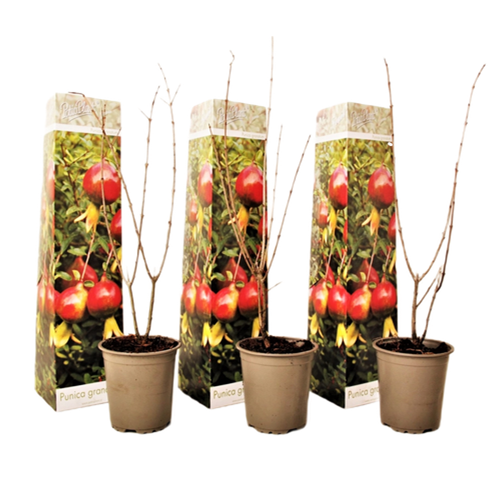 Granaattiomenapuu - 3 kpl - Punica granatum - Korkeus 25–40cm - ⌀9cm