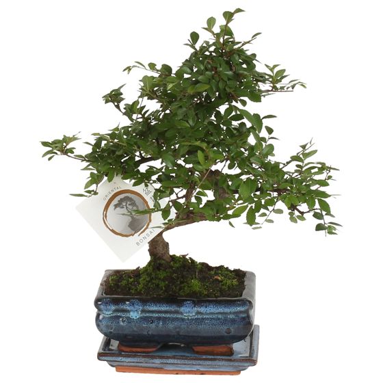 Bonsai-puu - Zelkova serrata - Korkeus 20-25 cm - ⌀15 cm