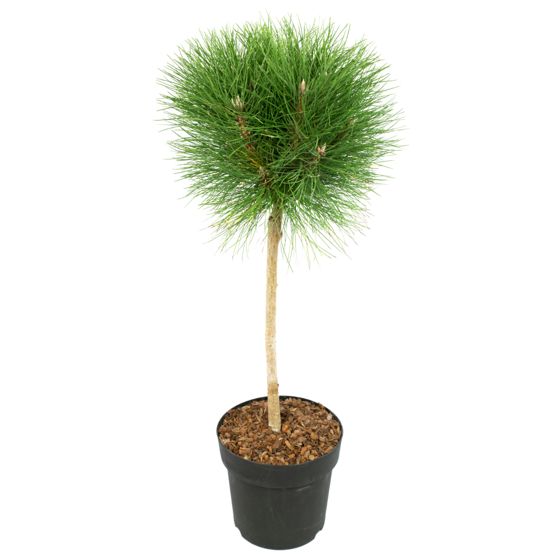 Mänty - Pinus 'Summer Breeze' - Korkeus 70–80cm - ⌀24cm