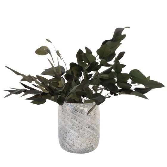 Eukalyptus - Eucalyptus stuartiana - Kuivakukat