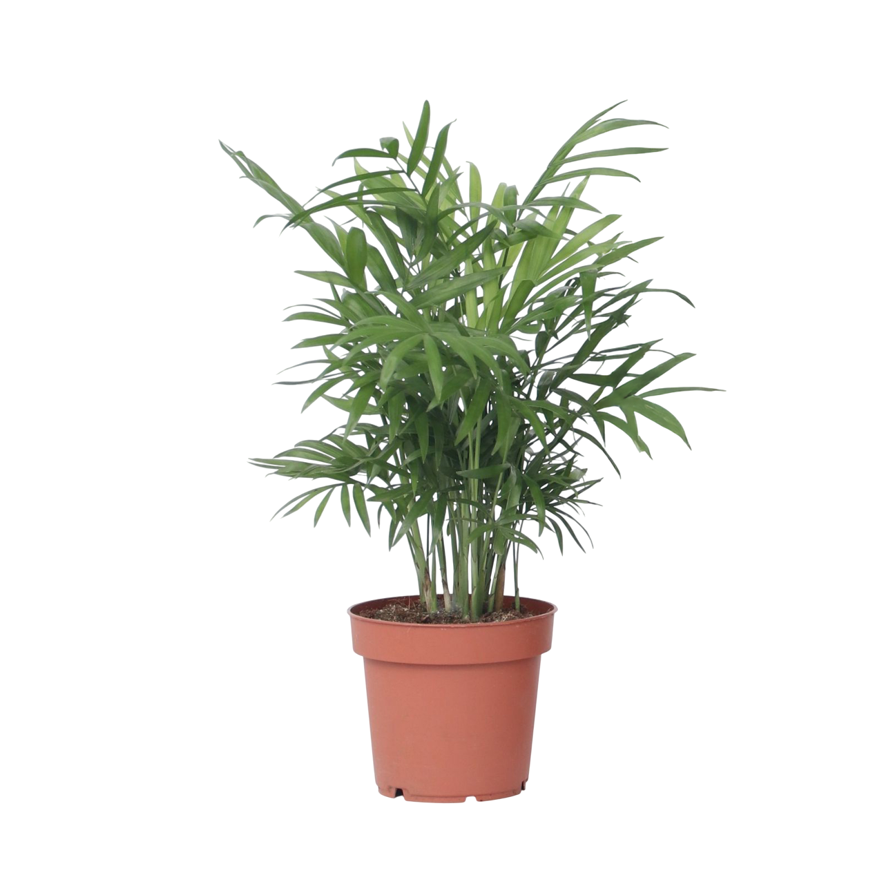 Salinpalmu - Chamaedorea elegans - Korkeus 30–40cm - ⌀12cm