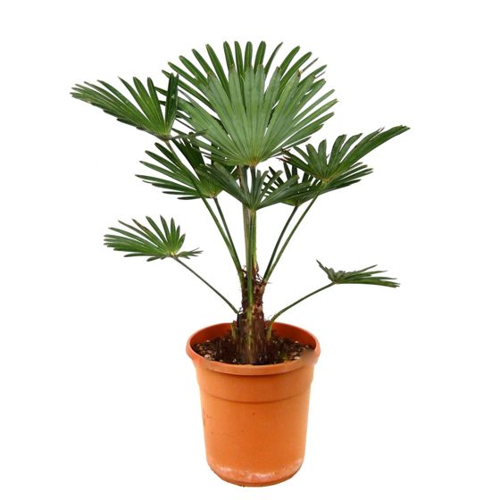 Kiinan tuulipuu - Trachycarpus 'Wagnerianus' - Korkeus 55-65cm - ⌀24cm