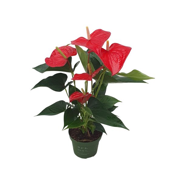 Anthurium - 'Royal Champion' - Korkeus 35-45cm - ⌀12cm