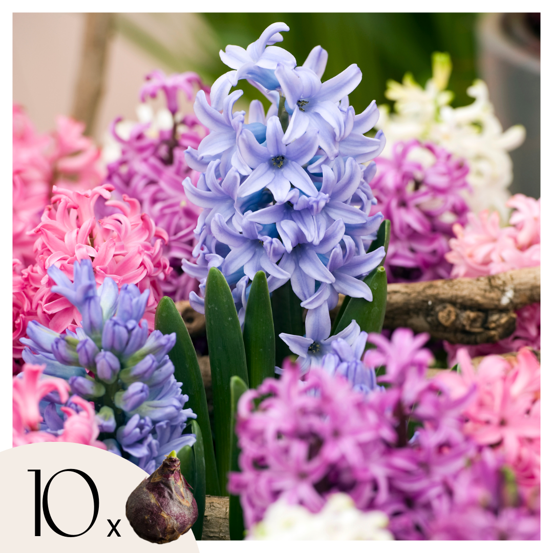 Hyasintti - 10 kpl - Hyacinthus - Kukkasipulit