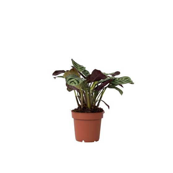 Ctenanthe-kasvi - Ctenanthe 'Amagris' - Korkeus 20-30 cm - ⌀12 cm