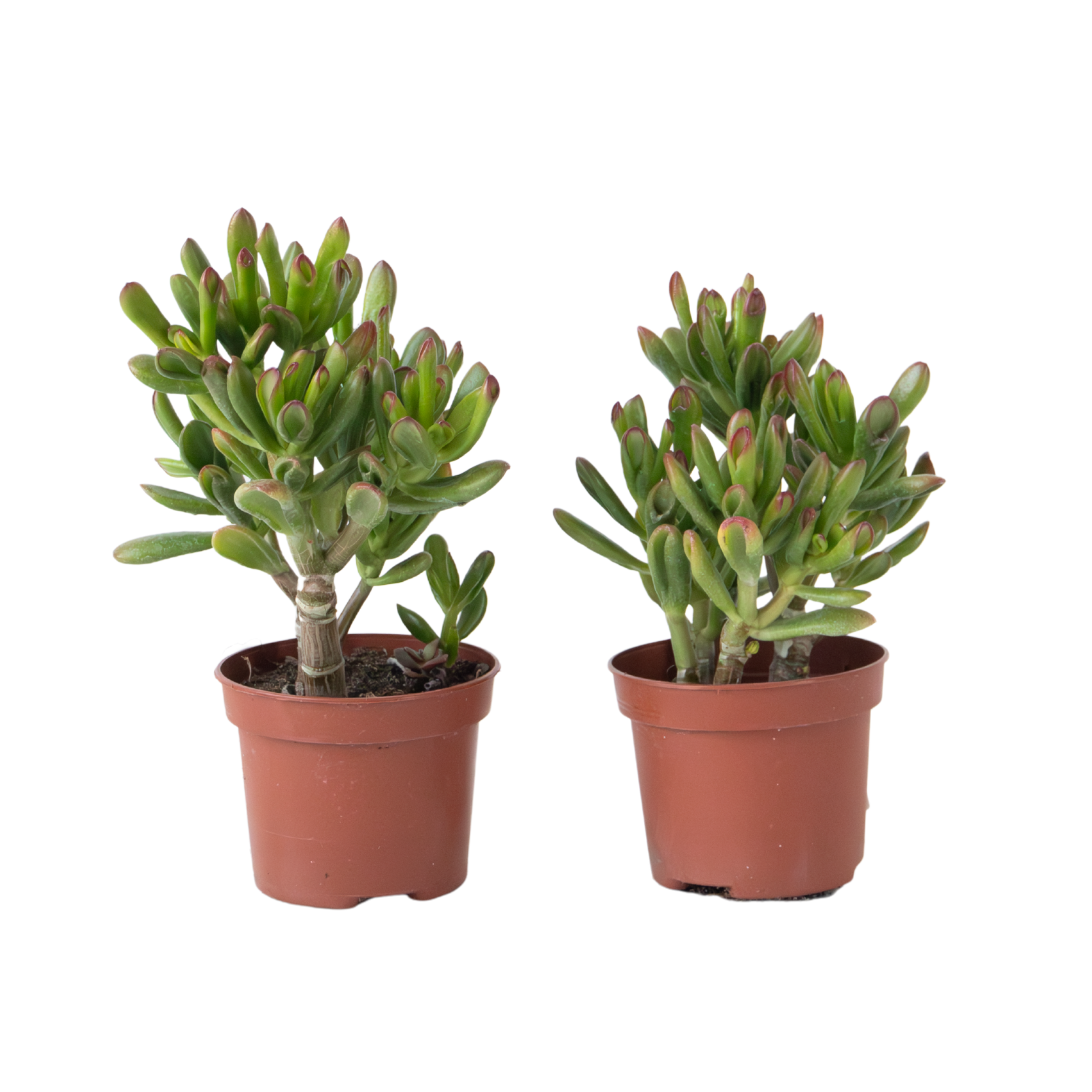 Rahapuu - 2 kpl - Crassula ovata ‘Gollum’ - Korkeus 15-25 cm - Ruukku 12 cm