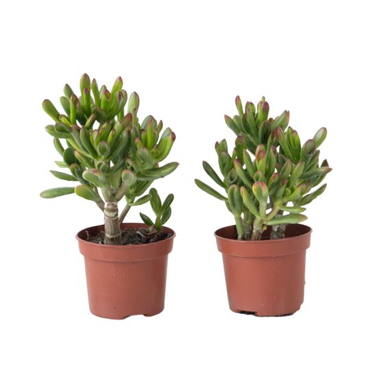 Rahapuu - 2 kpl - Crassula ovata ‘Gollum’ - Korkeus 15-25 cm - Ruukku 12 cm