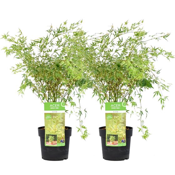 Japanin vaahtera - 2 kpl - Acer palmatum 'Butterfly' - Korkeus 50-60cm - ⌀19cm