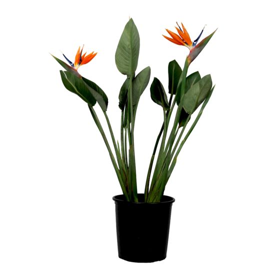 Paratiisilintu - Strelitzia reginae - kukilla - Korkeus 70-100cm - Ø19cm