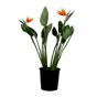 Paratiisilintu - Strelitzia reginae - kukilla - Korkeus 70-100cm - Ø19cm