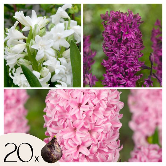 Hyasintti - 20 kpl - Hyacinthus - Kukkasipulit