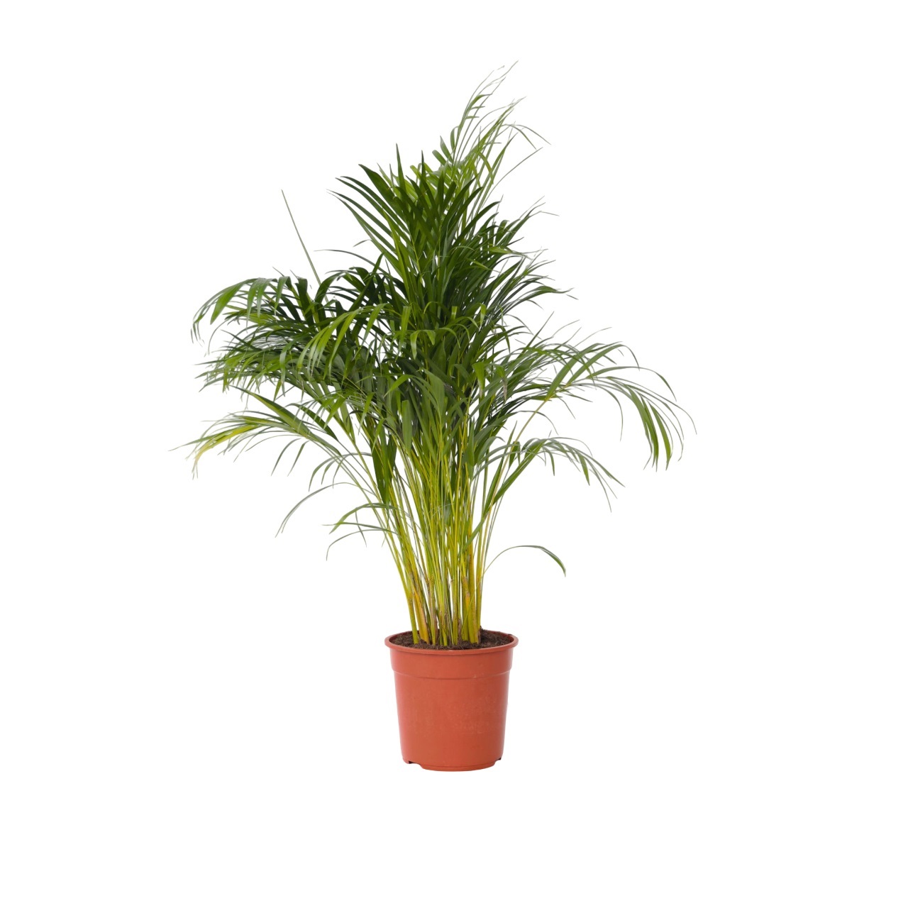 Arekapalmu - Dypsis lutescens - Korkeus 140-150cm - ⌀27cm