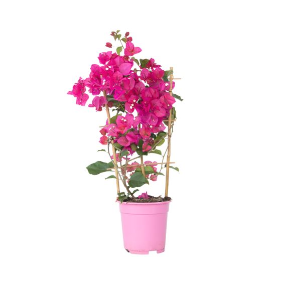 Paperikukka - Bougainvillea 'Dania' - Korkeus 50–60cm - ⌀17cm