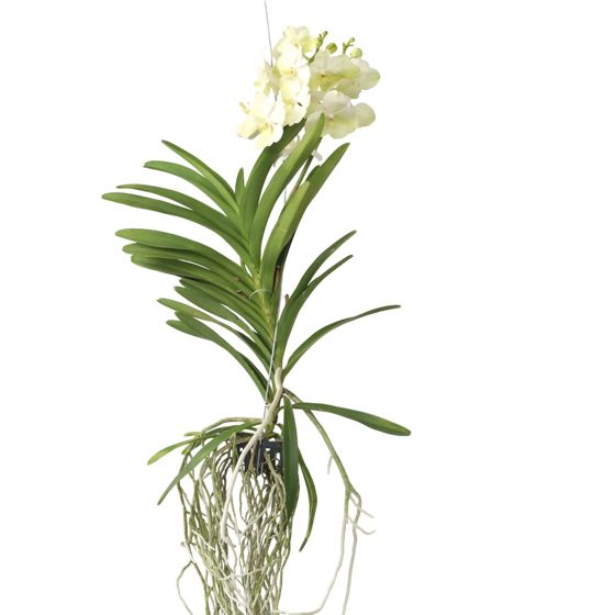 Vanda-orvokki - Vanda 'Tayanee White' - Korkeus 45-55cm