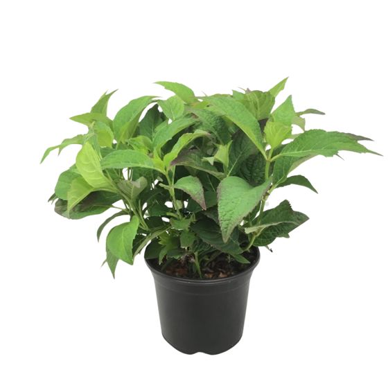 Hortensia - Hydrangea serrata 'Summerglow' - Korkeus 25-40cm - ⌀19cm