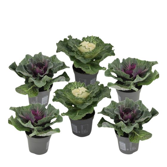 Villikaali - 6 kpl - Brassica oleracea - Korkeus 10-20cm - ⌀10,5cm