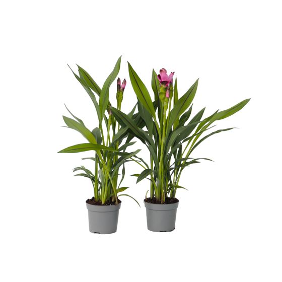 Thaitulppaani - 4 kpl - Curcuma alismatifolia 'Siam Splash' - K40-60cm - ⌀13cm