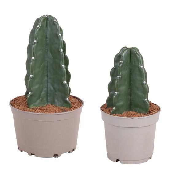 Piikkikruunu-kaktus - 2 kpl - Cereus jamacaru - Korkeus 25-30 cm - ⌀18 cm